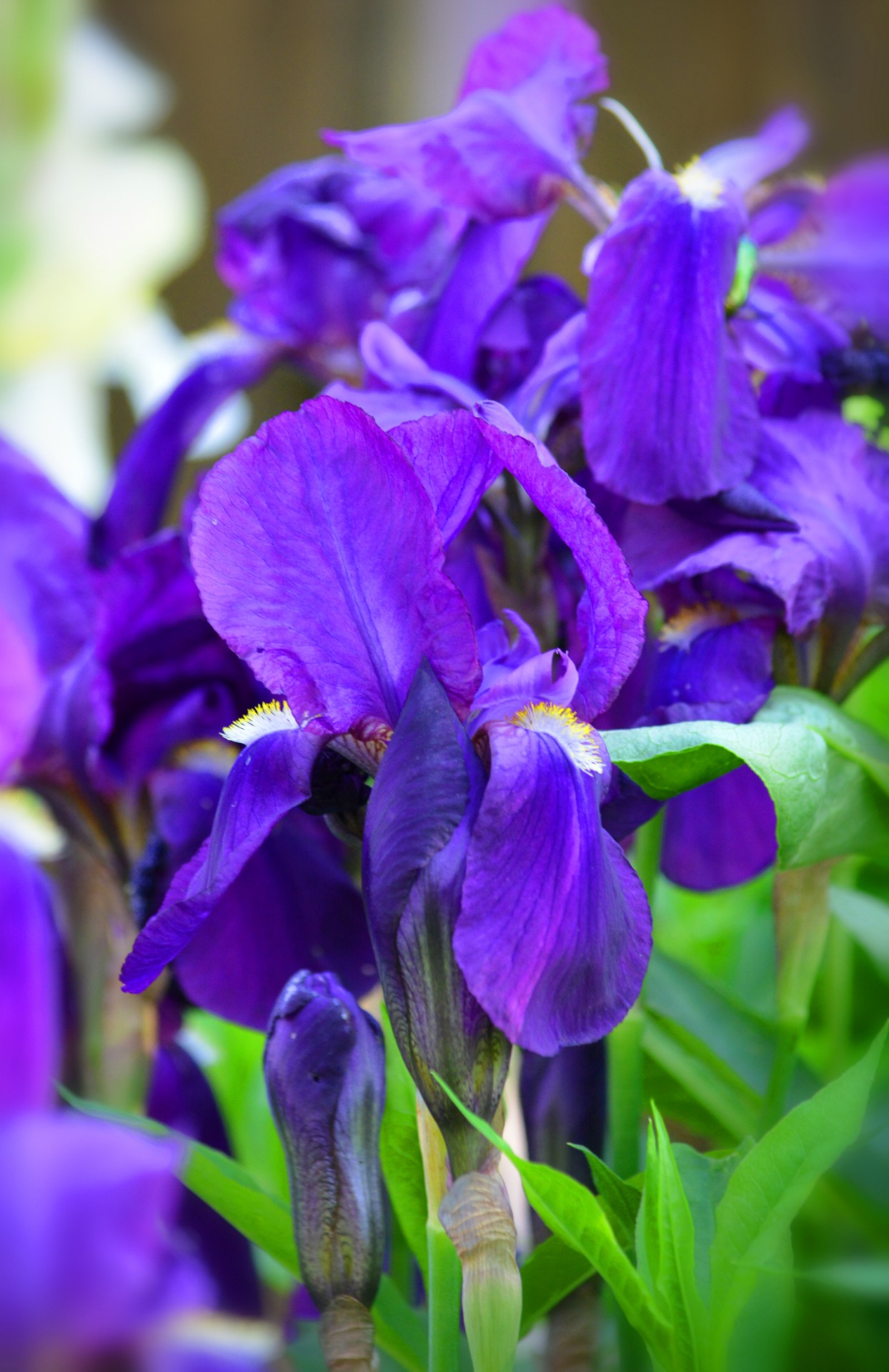 Iris,  Violetinė,  Vasara,  Gėlės,  Žolelės,  Raudonos Irizės, Nemokamos Nuotraukos,  Nemokama Licenzija