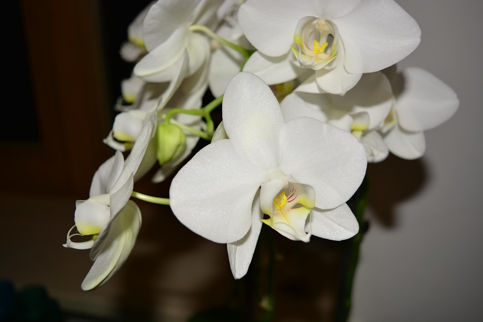 Balta,  Orchidėja,  Gėlės,  Balta Orchidėja, Nemokamos Nuotraukos,  Nemokama Licenzija