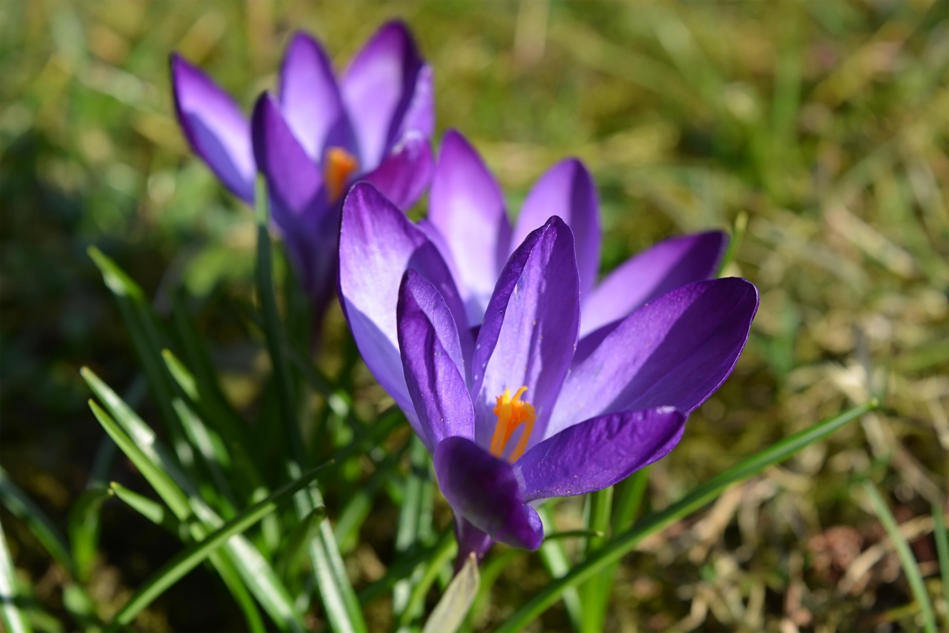 Krokusai,  Violetinė,  Pavasaris,  Žalias,  Gėlės,  Ištirpinti Krokusus, Nemokamos Nuotraukos,  Nemokama Licenzija