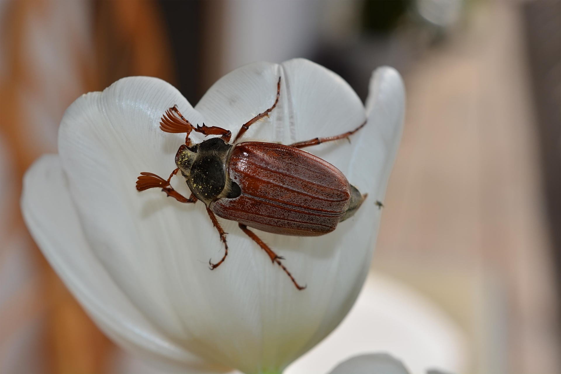 Chafer,  Ruda,  Gali & Nbsp,  Vabalas,  Gėlės,  Balta,  Žalias,  Tulpė,  Chaferis, Nemokamos Nuotraukos