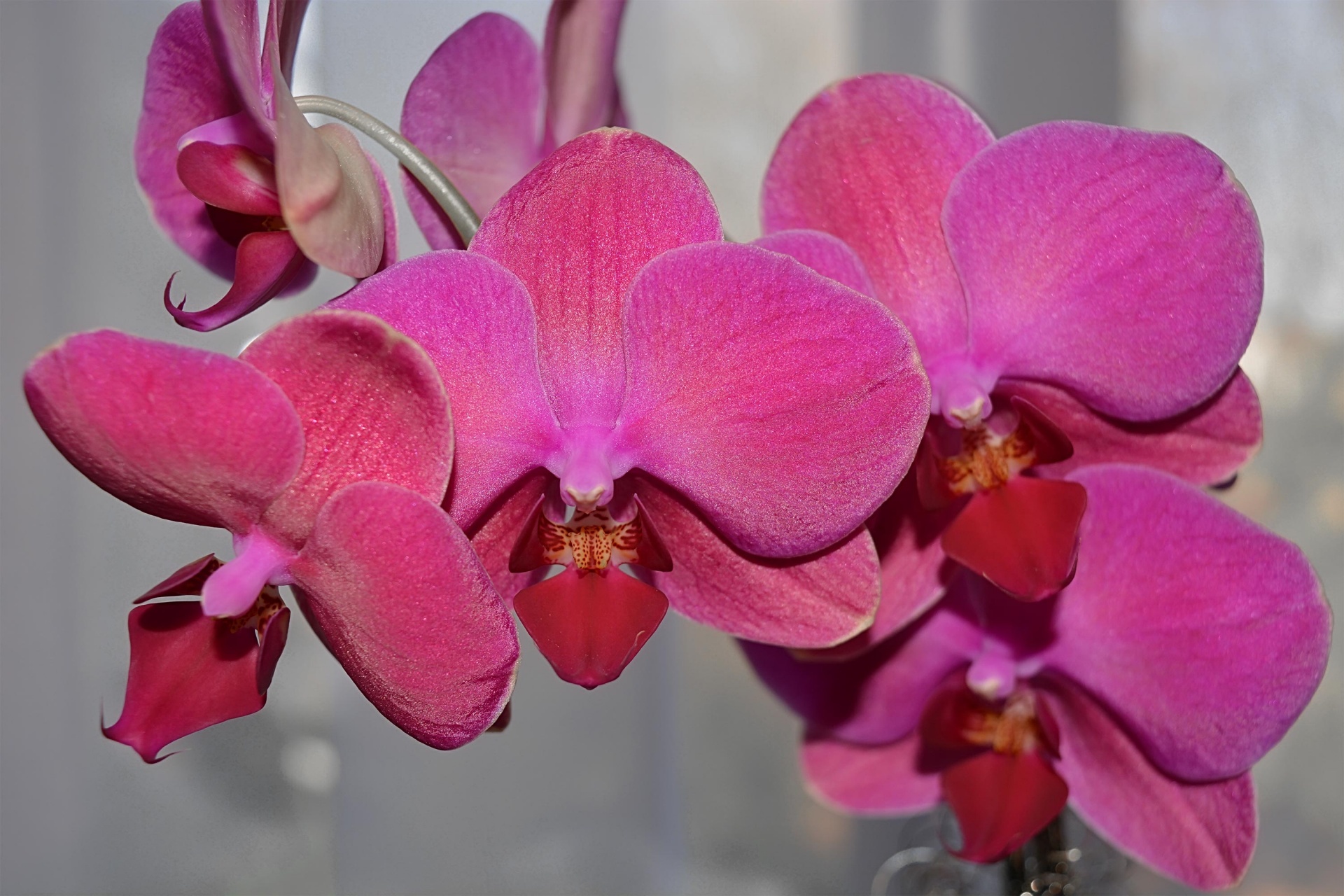 Rožinis,  Gėlė,  Orchidėja,  Rožinė Orchidėja, Nemokamos Nuotraukos,  Nemokama Licenzija