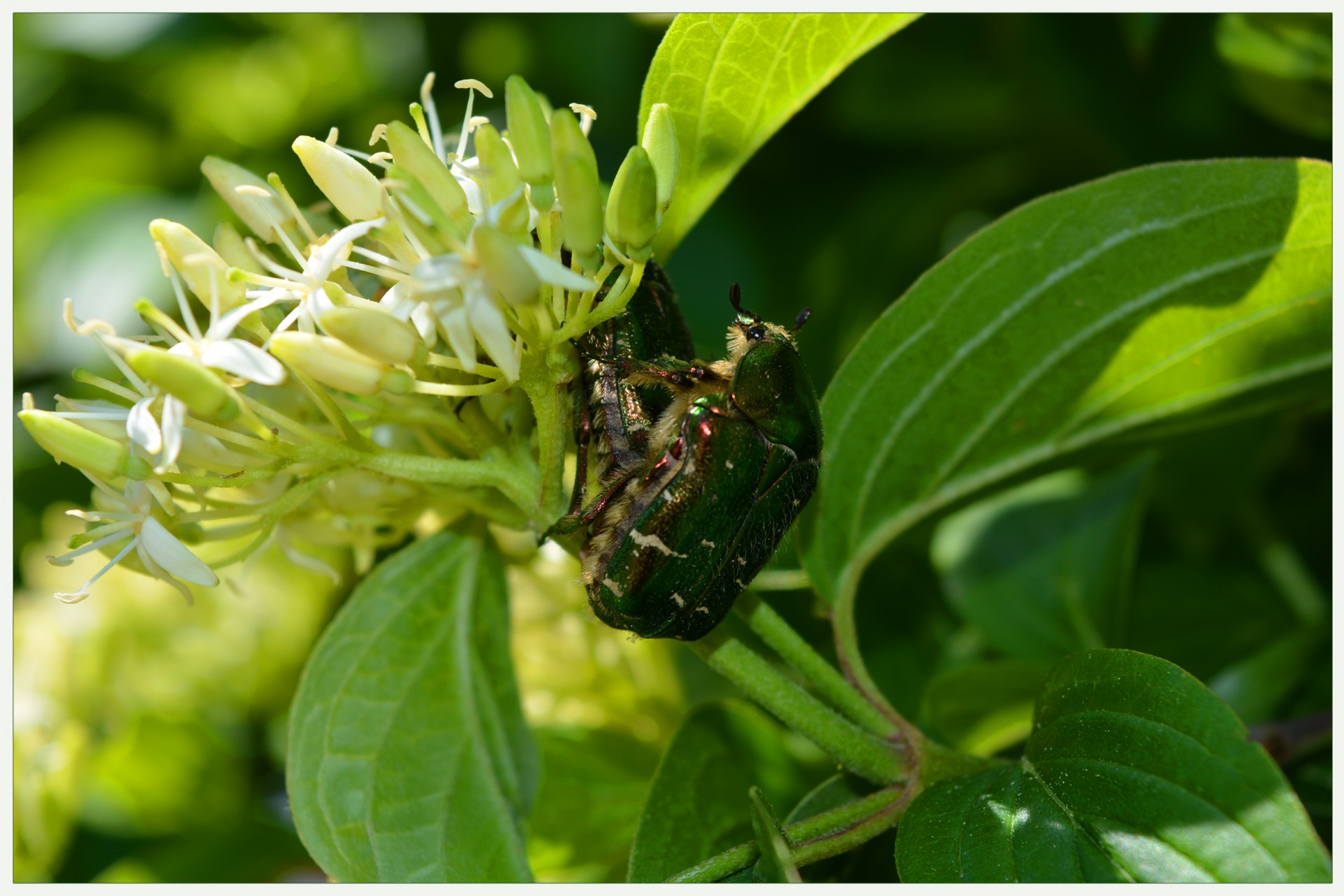 Vabalas,  Žalias,  Vasara,  Gėlės,  Auksinis & Nbsp,  Chaferis,  Meilė,  Meilė, Nemokamos Nuotraukos,  Nemokama Licenzija