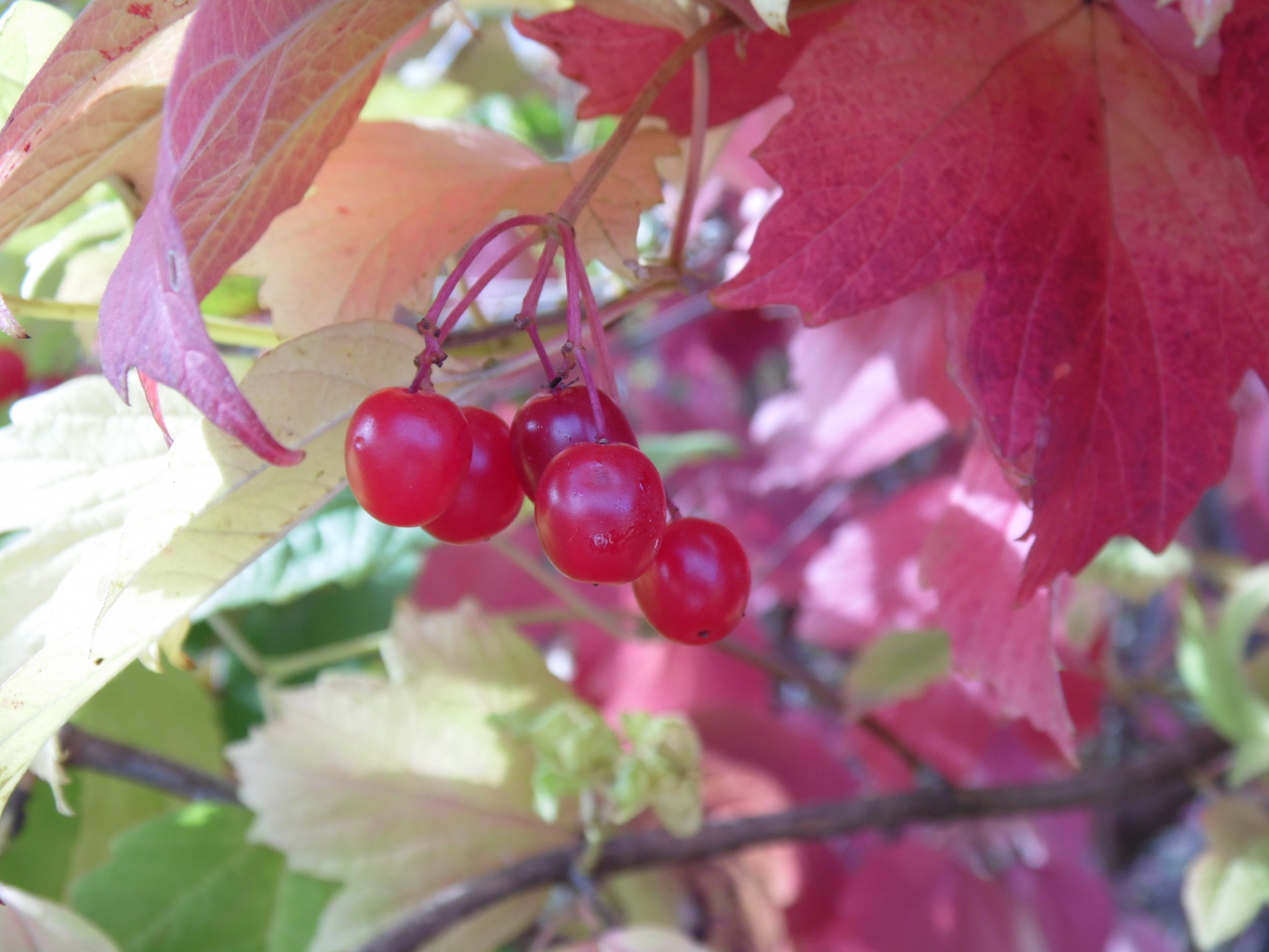 Viburnum,  Uogos,  Augalas,  Raudona,  Lapai,  Šviesus,  Iš Arti,  Uogos,  Vaisiai,  Nemokamos & Nbsp