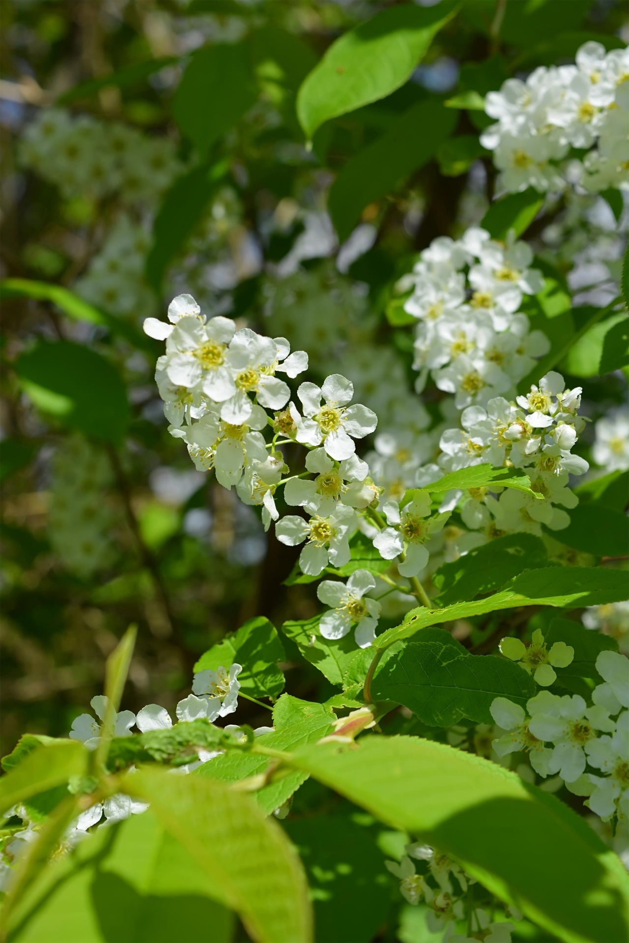 Pavasaris,  Paukštis & Nbsp,  Vyšnios,  Gėlės,  Balta,  Žalias,  Mėlynas,  Prunus, Nemokamos Nuotraukos,  Nemokama Licenzija