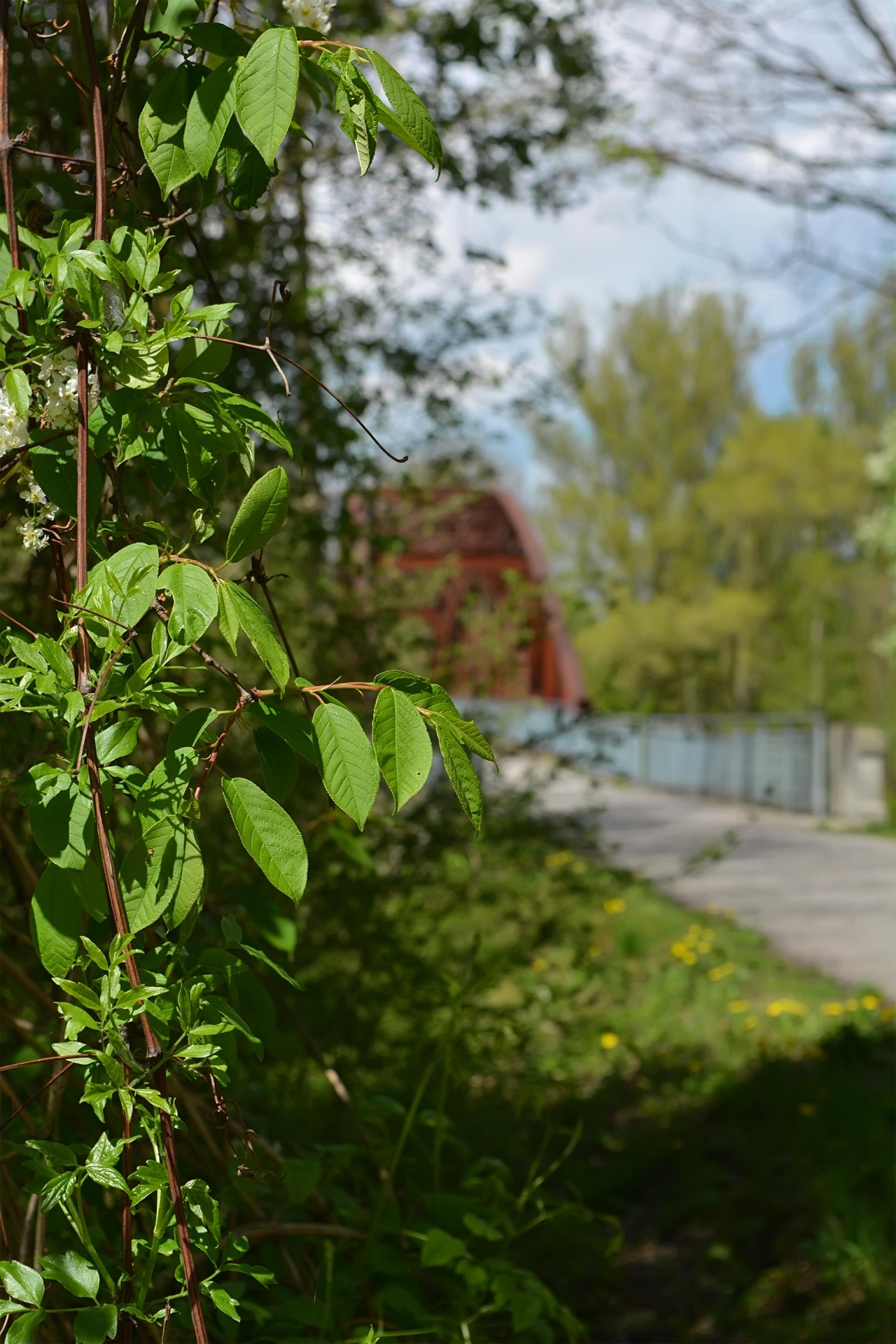 Lapai,  Žalias,  Pavasaris,  Pavasaris, Nemokamos Nuotraukos,  Nemokama Licenzija