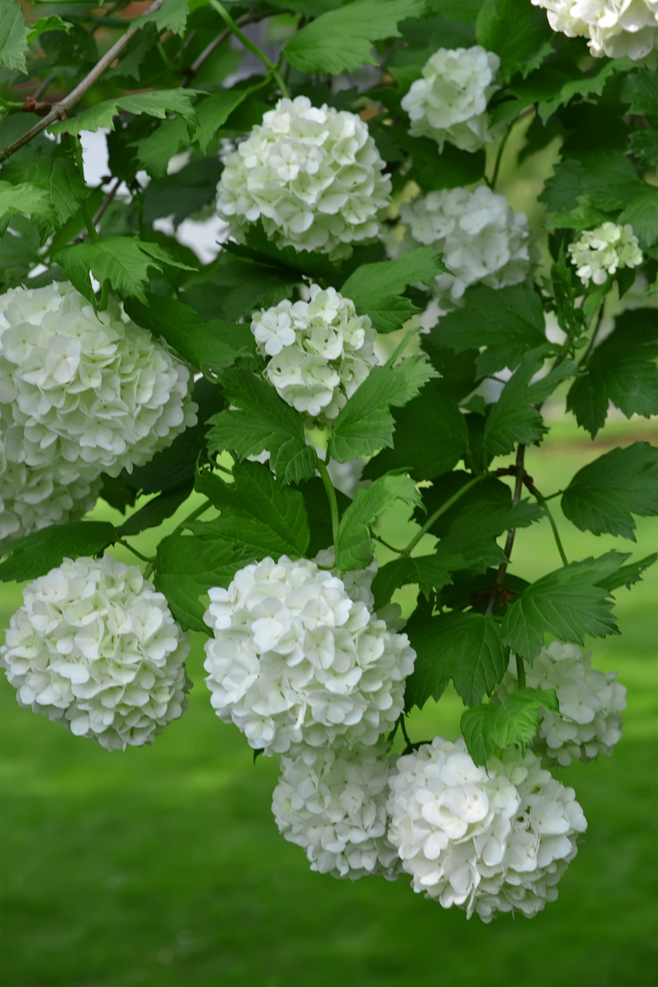 Viburnum,  Balta,  Balionai,  Gėlės,  Žalias,  Pavasaris,  Dangus,  Mėlynas,  Viburnum, Nemokamos Nuotraukos