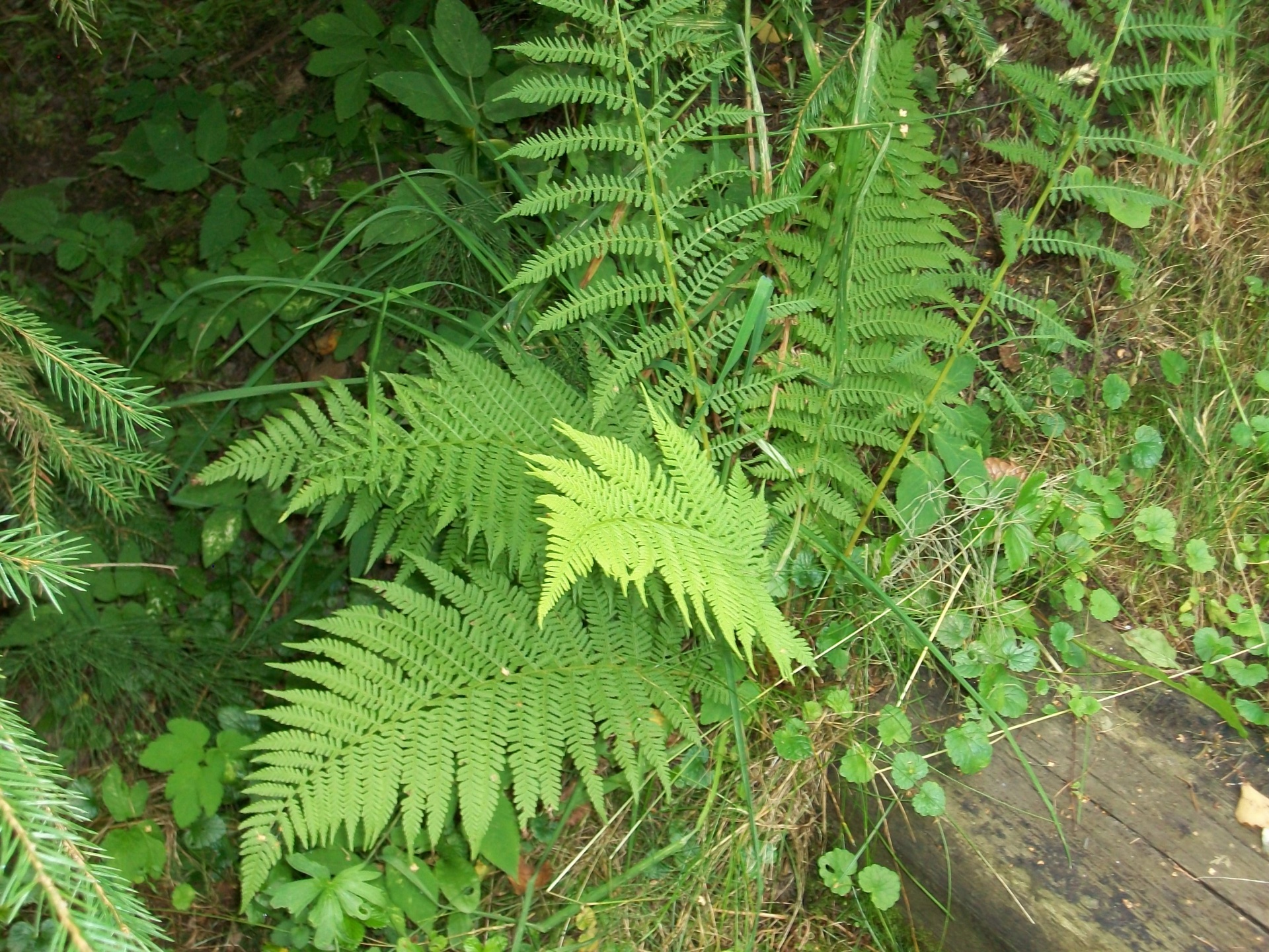 Gamta,  Papartis, Nemokamos Nuotraukos,  Nemokama Licenzija