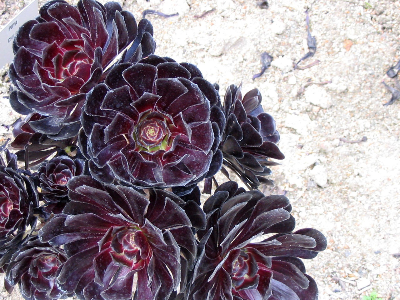 Aeonium,  Gėlė,  Augalas,  Tamsi,  Raudona,  Sausas,  Akmuo,  Akmenys,  Pilka,  Aeonium Gėlė