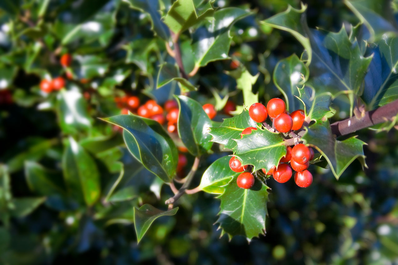 Holly,  Kalėdos,  Raudona,  Šviežias,  Žalias,  Medis,  Krūmas,  Iš Arti,  Išsamiai,  Holly