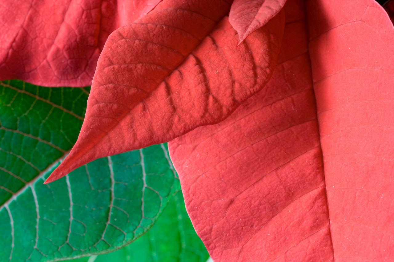 Gėlė,  Poinsettia,  Kalėdos,  Xmas,  Rožė,  Šventė,  Žalias,  Raudona,  Lapai,  Lapai