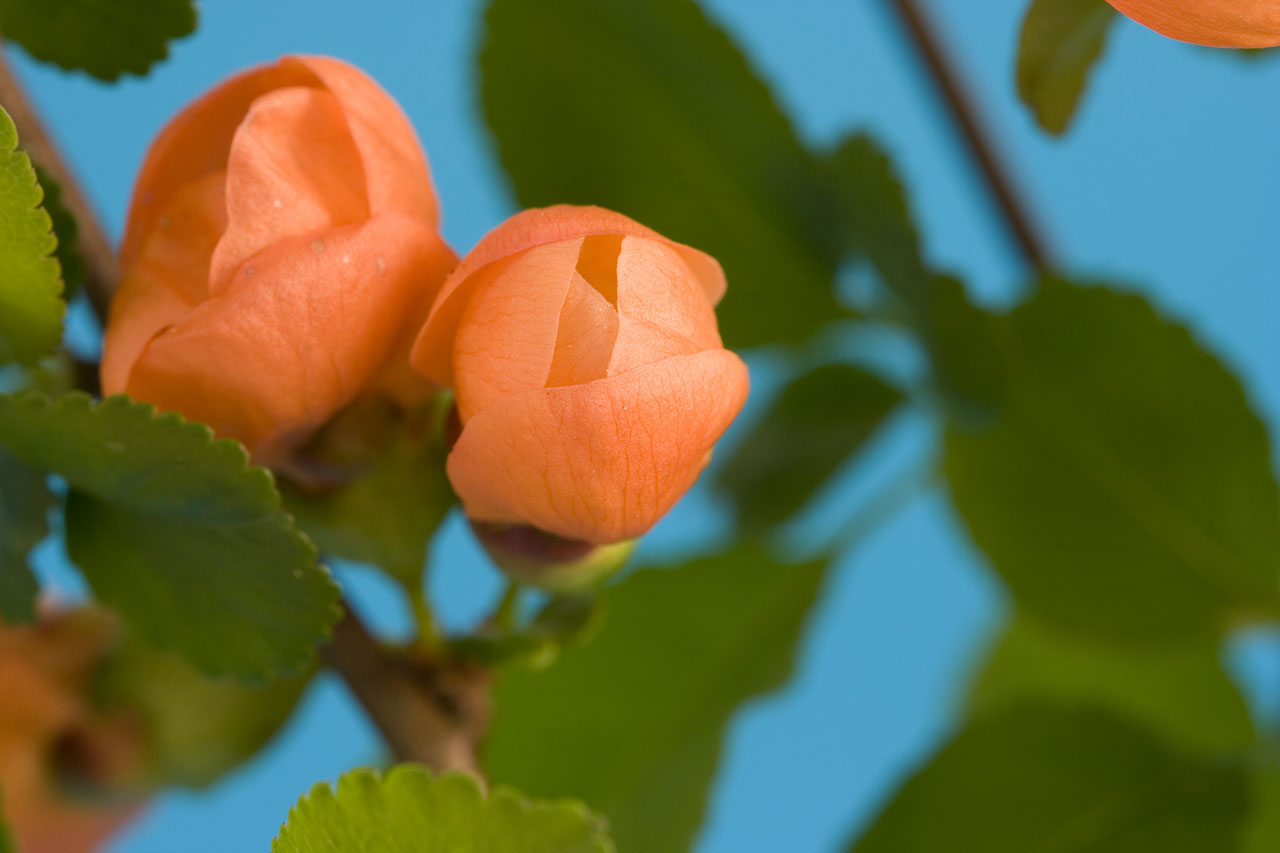 Budas,  Pumpurai,  Jaunas,  Gėlė,  Pavasaris,  Oranžinė,  Žalias,  Mėlynas,  Išsamiai,  Iš Arti