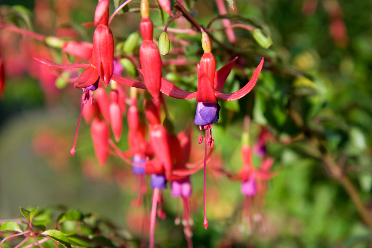 Fuschia,  Gėlė,  Žiedlapiai,  Augalas,  Violetinė,  Rožinis,  Fuksija, Nemokamos Nuotraukos,  Nemokama Licenzija