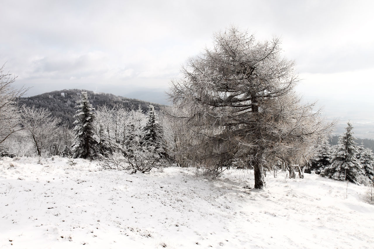 Chilly,  Šaltas,  Saunus,  Miškas,  Šaltis,  Sušaldyta,  Ledinis,  Kraštovaizdis,  Medis,  Gamta