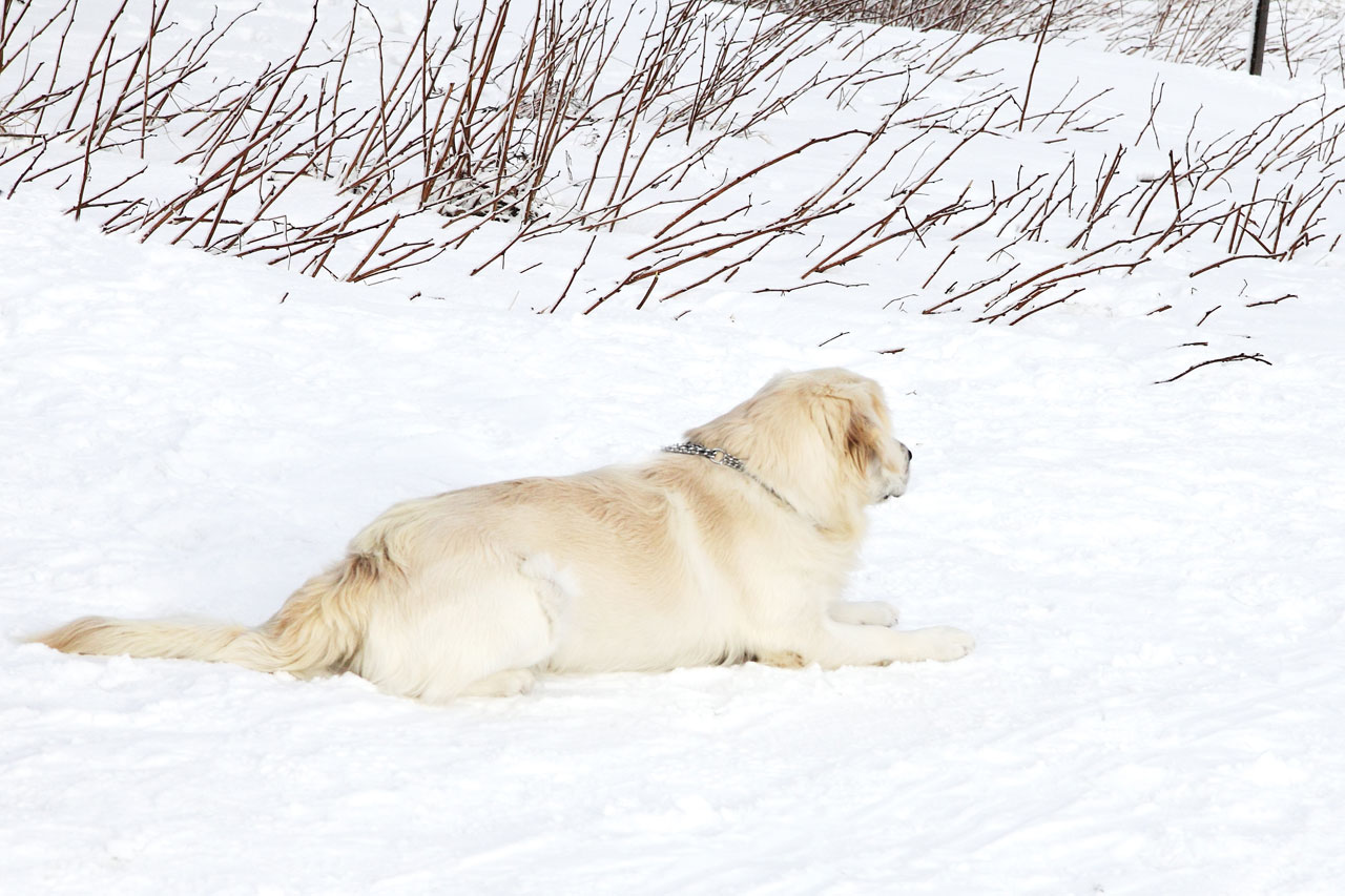 Šuo,  Labradoras,  Naminis Gyvūnėlis,  Gyvūnas,  Nuleisti,  Gulintis,  Sniegas,  Žiema,  Labradoras Ir Sniegas, Nemokamos Nuotraukos