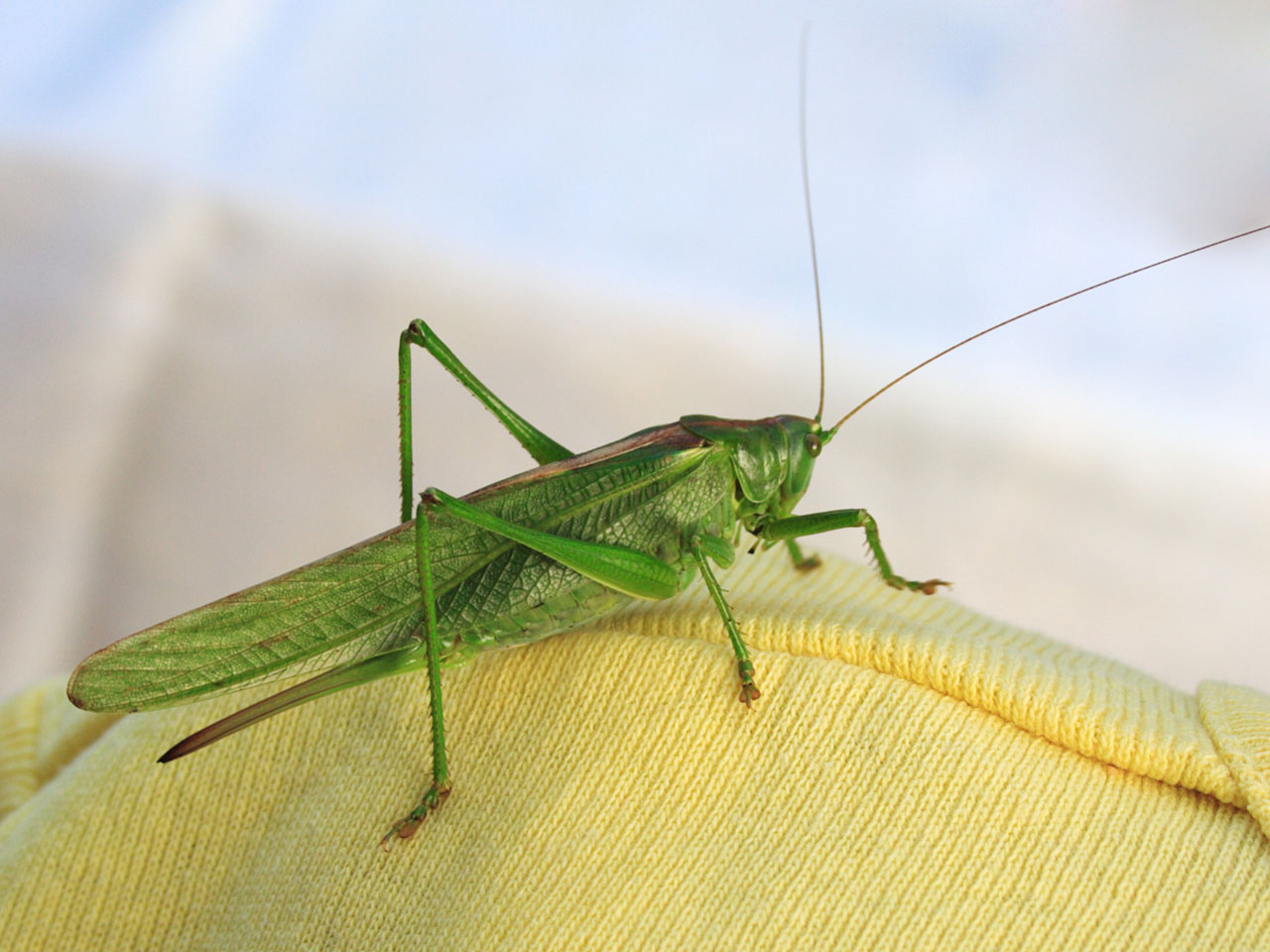 Gyvūnas,  Klaida,  Padaras,  Kriketas,  Išsamiai,  Fauna,  Žiogas,  Žalias,  Bunkeris,  Vabzdys