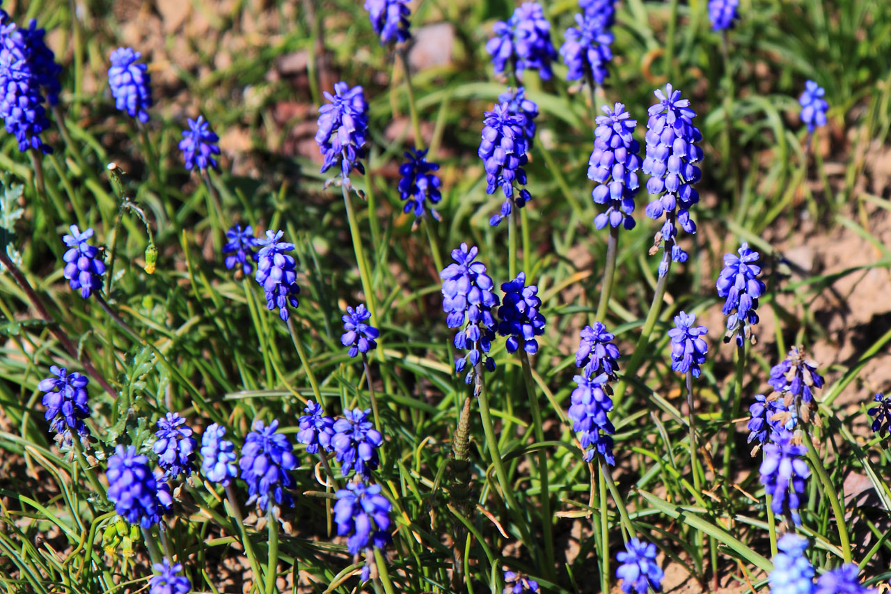 Armeniacum,  Žydėti,  Žiedas,  Mėlynas,  Flora,  Gėlė,  Sodas,  Vynuogė,  Hiacintas,  Muscari