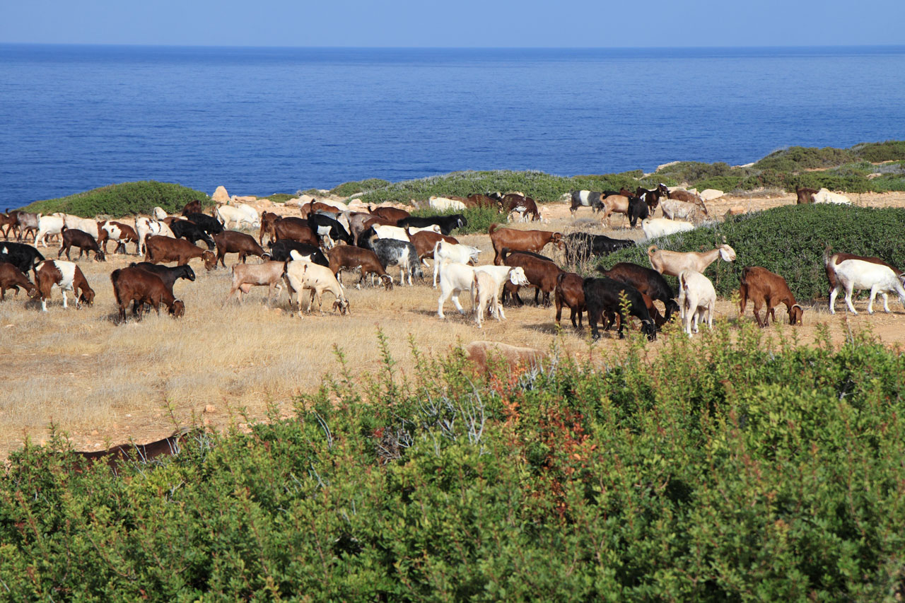 Gyvūnas,  Ūkininkavimas,  Laukas,  Flock,  Ožka,  Grupė,  Bandas,  Ganykla,  Kaimas,  Ožkų Bandas