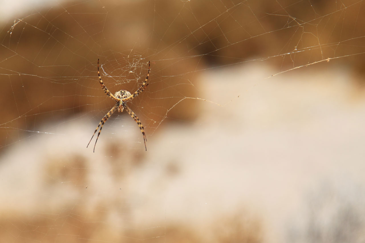 Gyvūnas,  Arachnid,  Pilvas,  Mygtukas,  Uždaryti,  Vabzdys,  Makro,  Gamta,  Voras,  Voratinklis