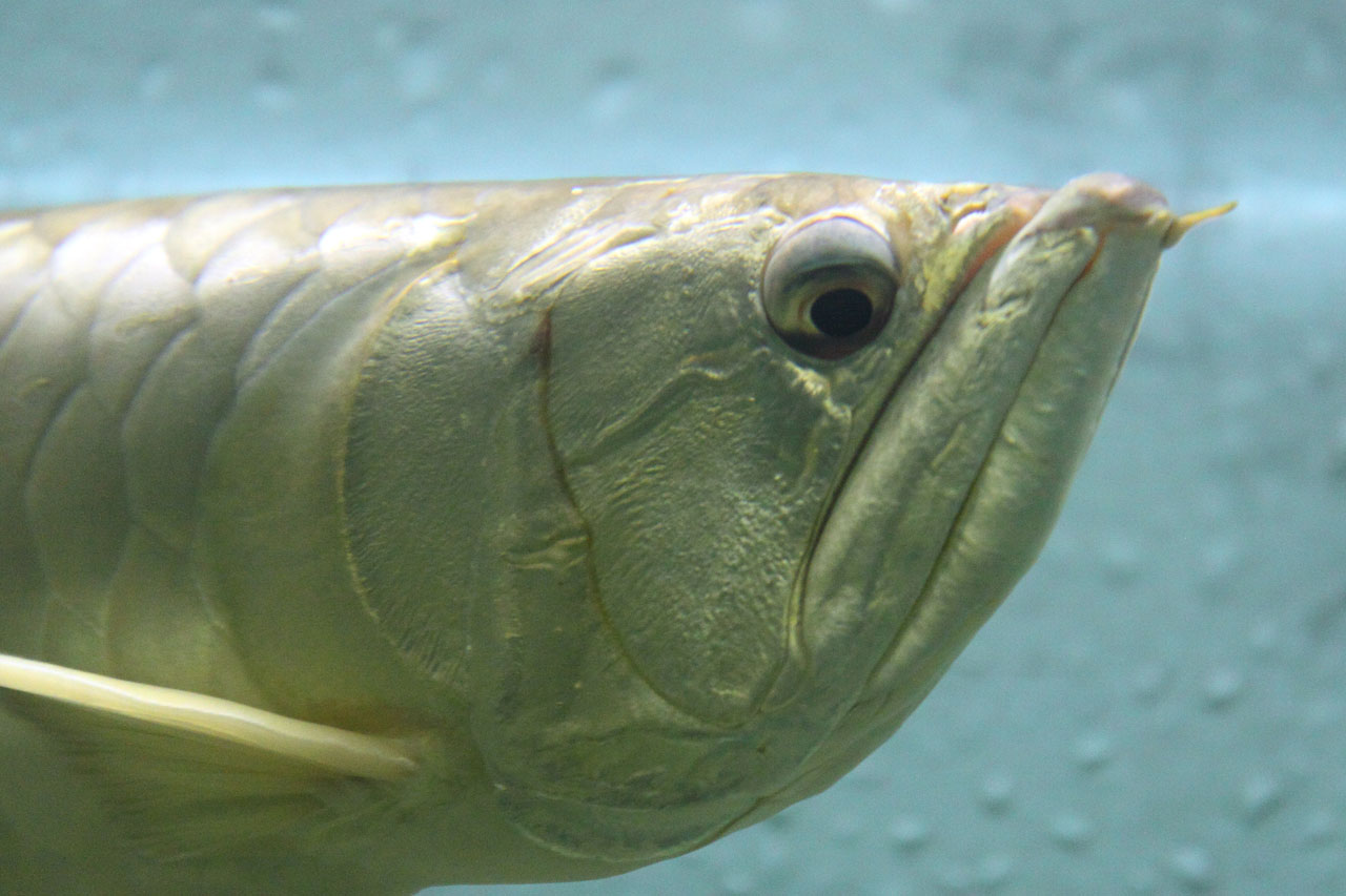 Gyvūnas,  Arowana,  Fin,  Žuvis,  Žiūri,  Sidabras,  Vanduo,  Sidabrinė Arowana, Nemokamos Nuotraukos,  Nemokama Licenzija