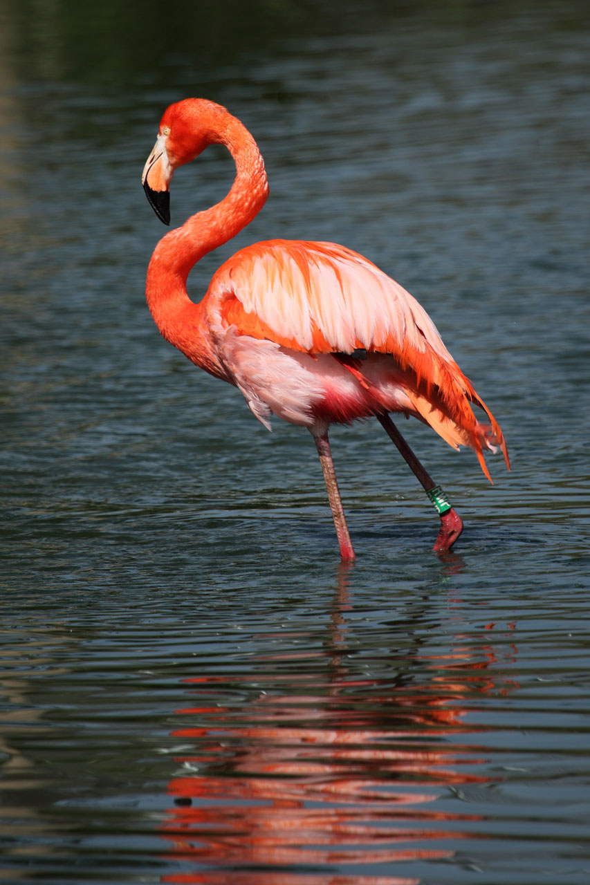 Afrika,  Gyvūnas,  Snapas,  Gražus,  Paukštis,  Spalva,  Spalvinga,  Egzotiškas,  Plunksna,  Flamingo