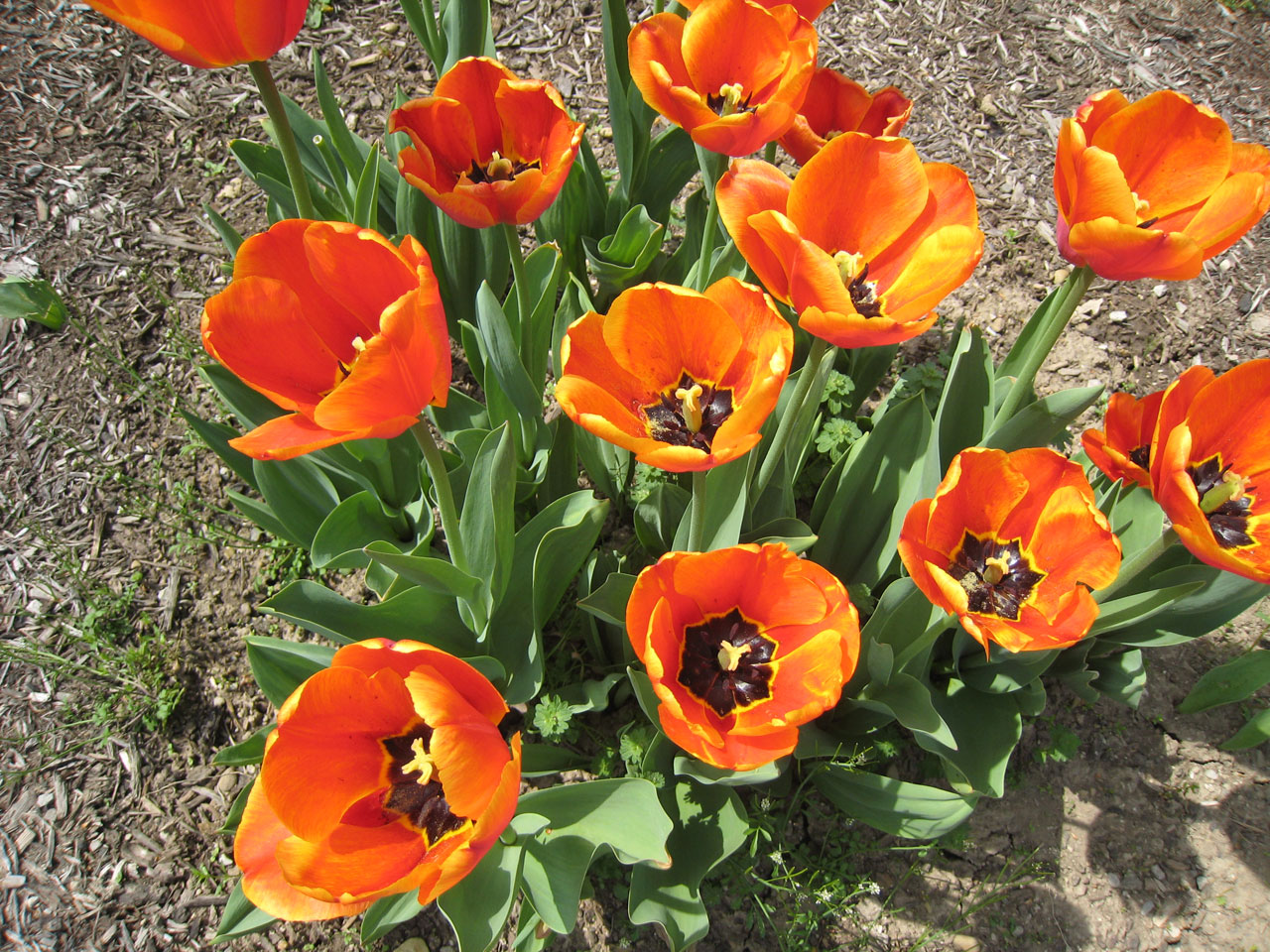 Oranžinė,  Tulpės,  Gėlės,  Žydi,  Oranžinės Tulpės, Nemokamos Nuotraukos,  Nemokama Licenzija