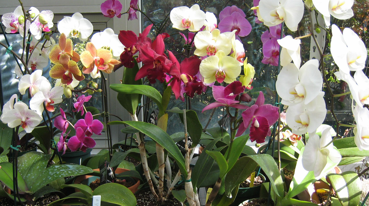 Orchidėjos,  Spalvinga,  Gėlės,  Botaninis & Nbsp,  Sodas,  Karštas & Nbsp,  Namas,  Šiltnamyje,  Daugiaspalviai Orchidėjai, Nemokamos Nuotraukos