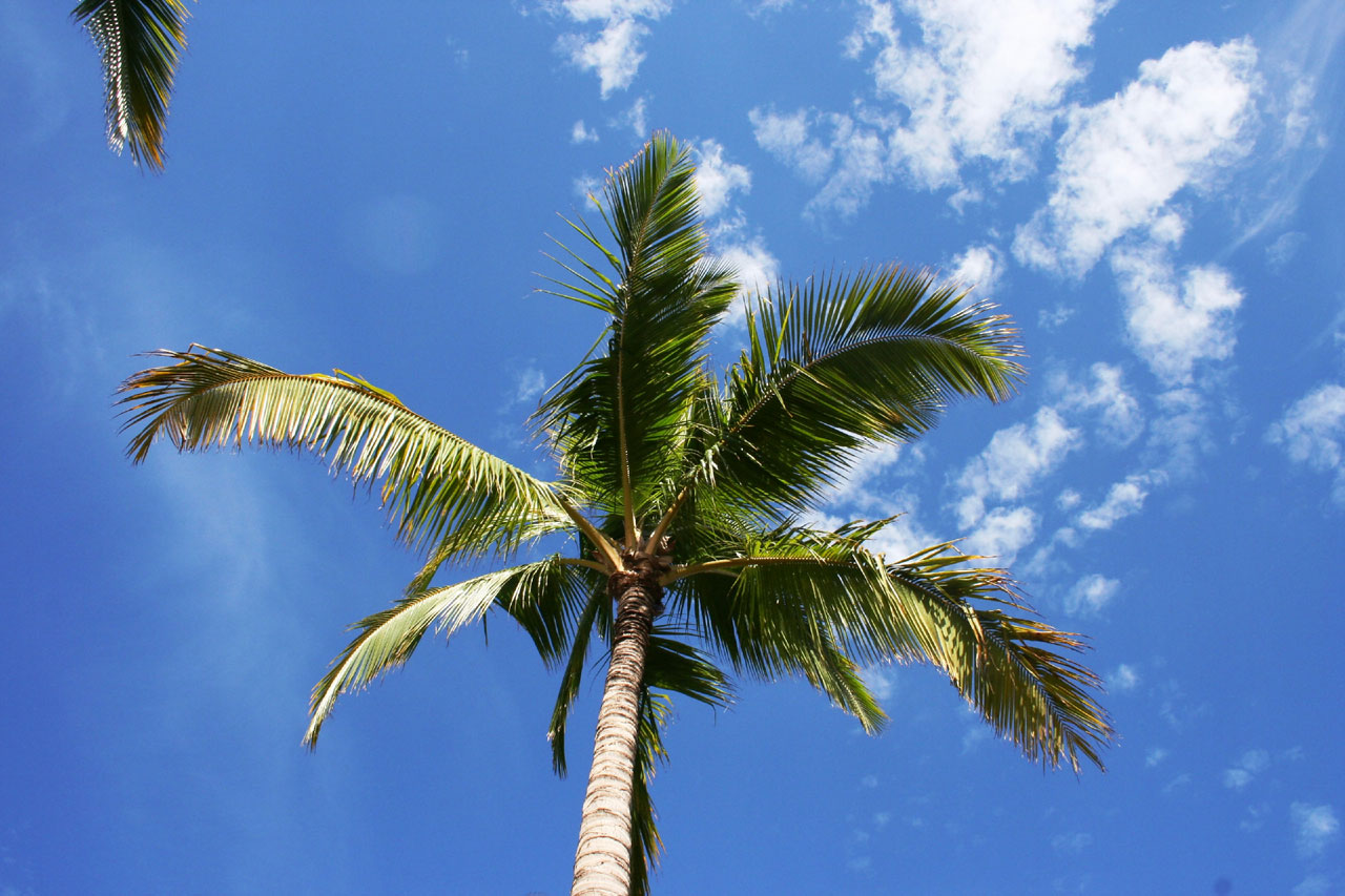 Mėlynas,  Dangus,  Debesys,  Delnas,  Medis,  Maui,  Hawaii,  Palmių Medžiai Ir Debesys, Nemokamos Nuotraukos,  Nemokama Licenzija