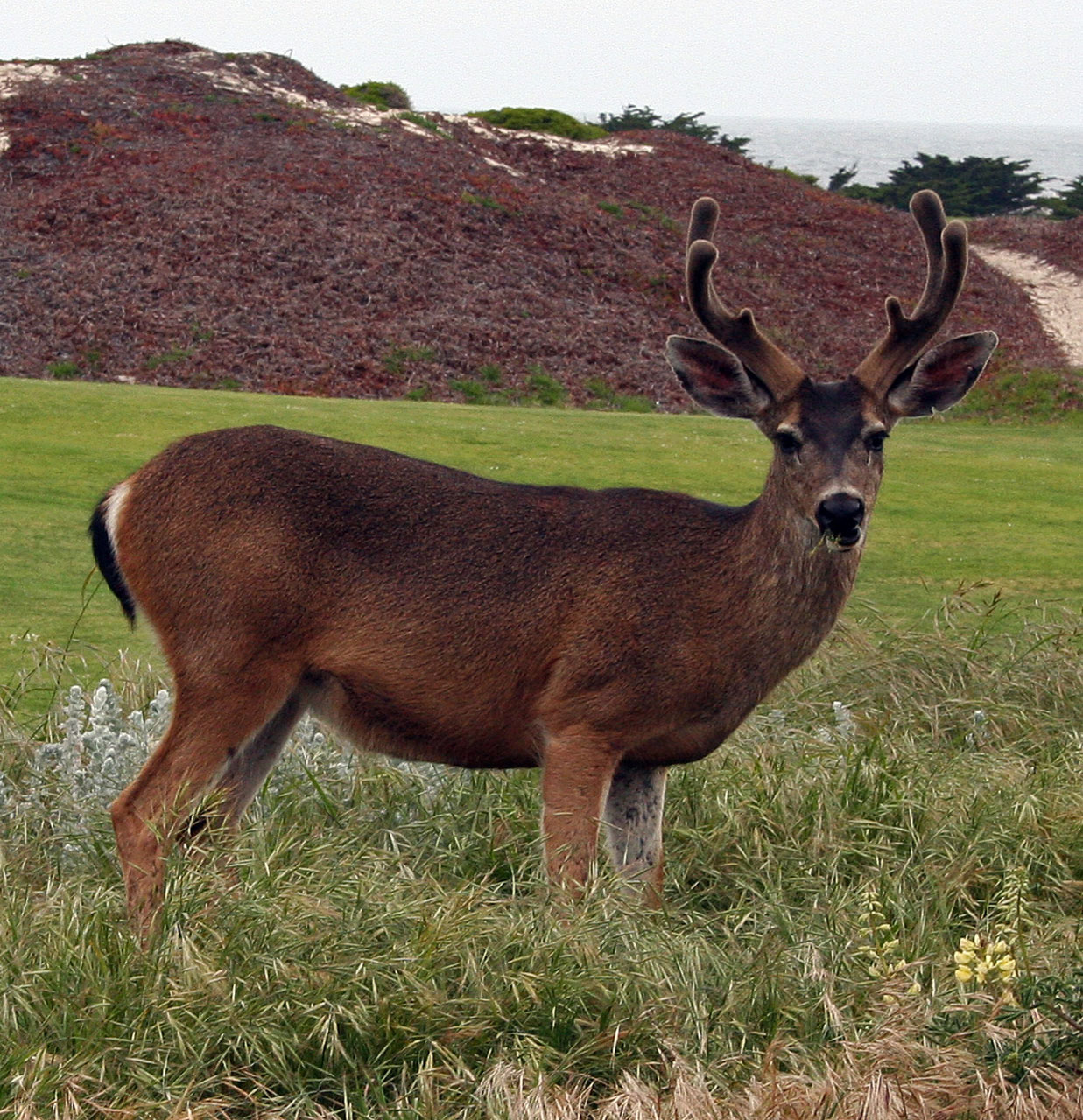 Buck,  Elnias,  Antlers,  Kopos,  Kopos,  Valgymas,  Vandenynas,  Buck Einantis Ant Kopos, Nemokamos Nuotraukos,  Nemokama Licenzija