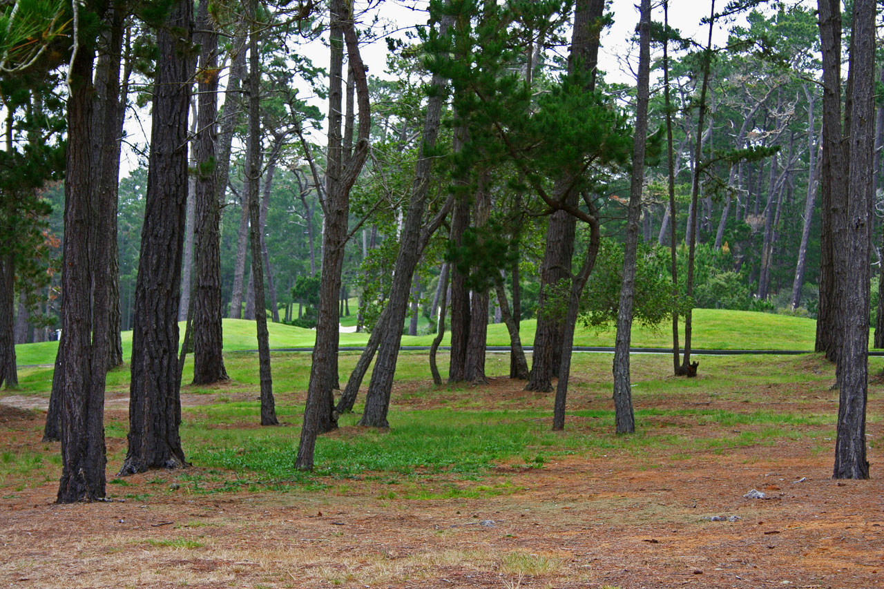 Golfas,  Farvaterius,  Medžiai,  Farvaterius Per Medžius, Nemokamos Nuotraukos,  Nemokama Licenzija