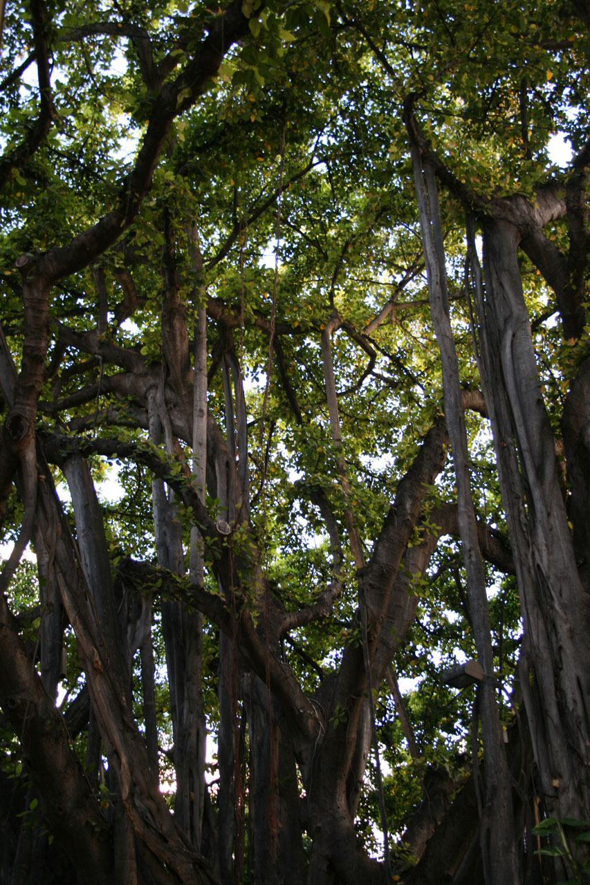 Medis,  Hawaii,  Gamta,  Waikiki Miškas, Nemokamos Nuotraukos,  Nemokama Licenzija