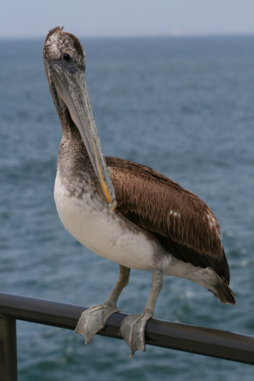 Pelican,  Paukštis,  Gamta,  Prieplauka,  Huntingtonas,  Papludimys,  Kalifornija,  Ramiojo Vandenyno Regionas,  Kranto,  Pelican Sėdi Ant Piero Turėklai
