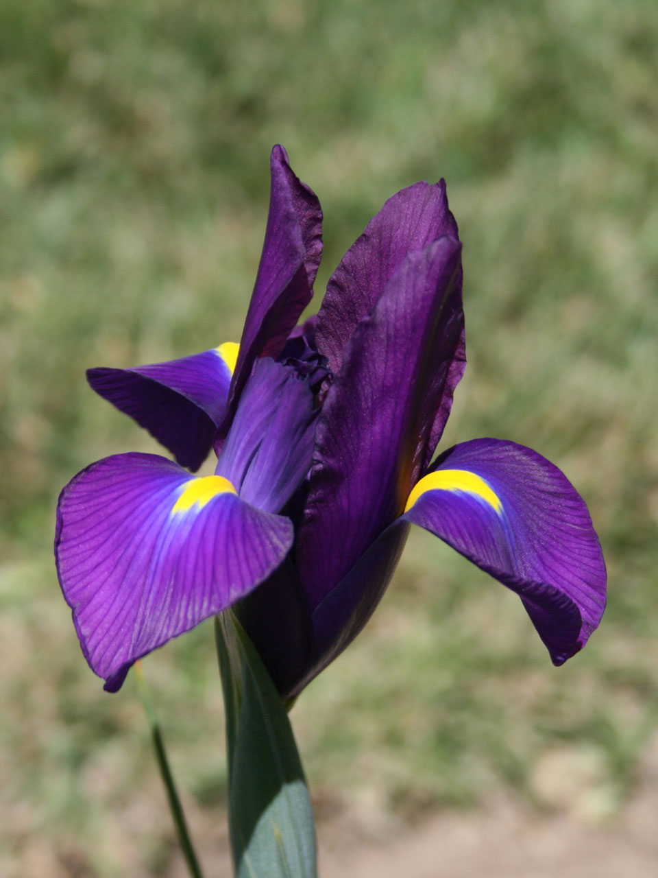 Iris,  Gėlė,  Augalas,  Gamta,  Purpurinė Rainelė, Nemokamos Nuotraukos,  Nemokama Licenzija