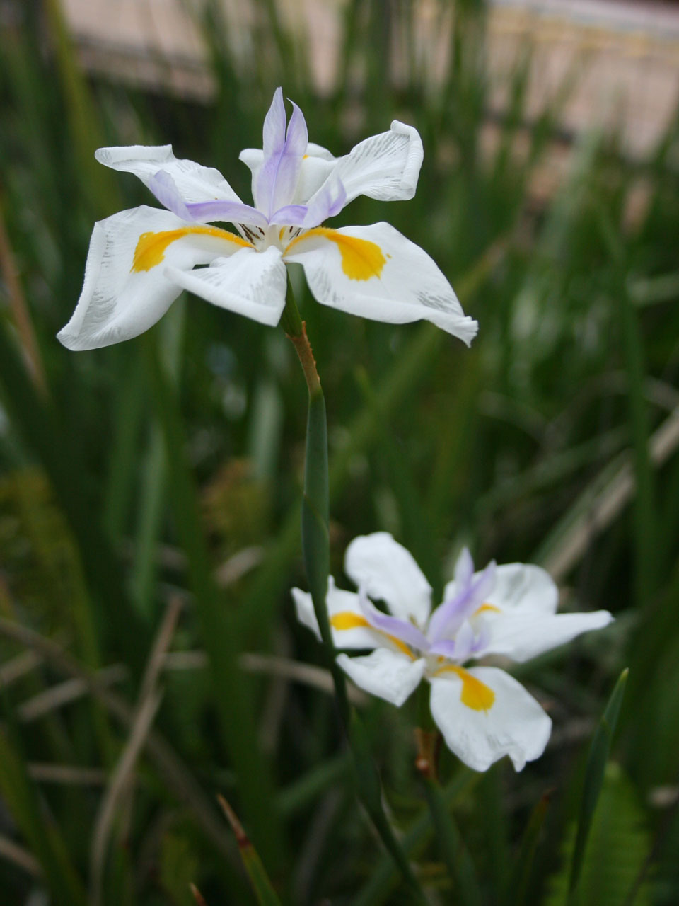 Cymbidium,  Gėlė,  Žydėti,  Augalas,  Gamta,  Žydi Cymbidium, Nemokamos Nuotraukos,  Nemokama Licenzija