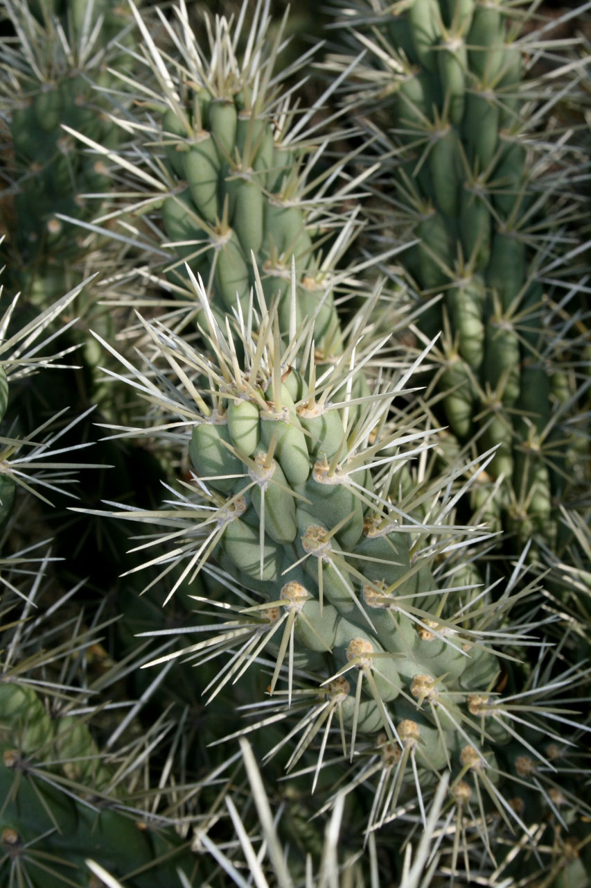 Kaktusas,  Augalas,  Gamta,  Dykuma,  Arizona,  Closeup - Vaisių Grandinė Cholla Kaktusas, Nemokamos Nuotraukos,  Nemokama Licenzija