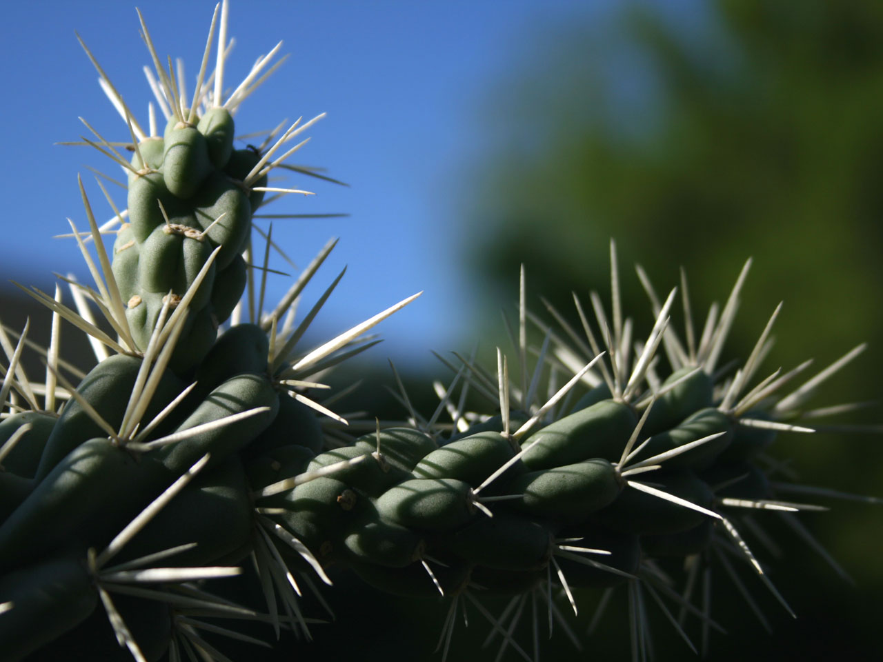Cholla,  Kaktusas,  Augalas,  Gamta,  Dykuma,  Arizona,  Closeup - Vaisių Grandinė Cholla Kaktusas, Nemokamos Nuotraukos,  Nemokama Licenzija