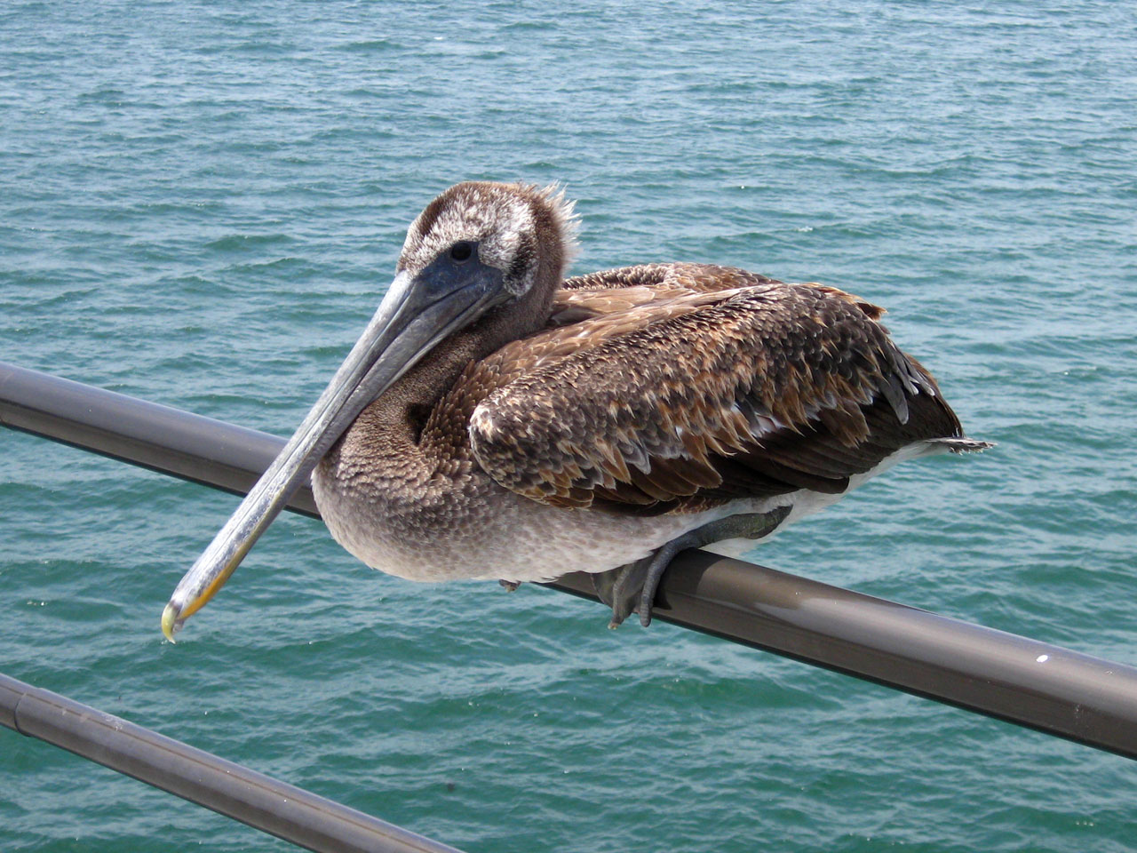 Pelican,  Paukštis,  Gamta,  Prieplauka,  Huntingtonas,  Papludimys,  Kalifornija,  Ramiojo Vandenyno Regionas,  Kranto,  Pelican Sėdi Ant Piero Turėklai