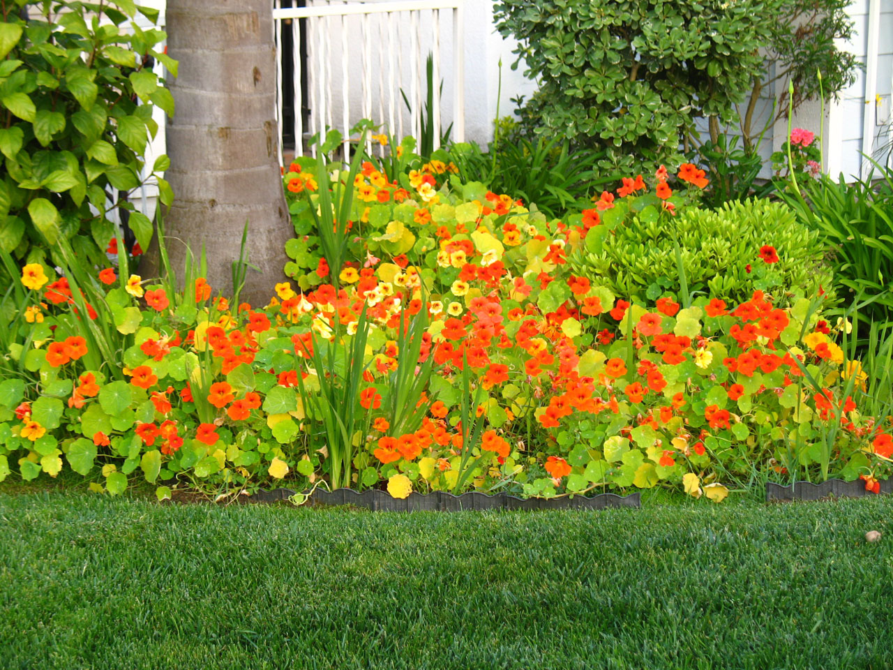 Nasturtium,  Gėlė,  Gamta,  Žydėti,  Žydėti Nasturtijos, Nemokamos Nuotraukos,  Nemokama Licenzija