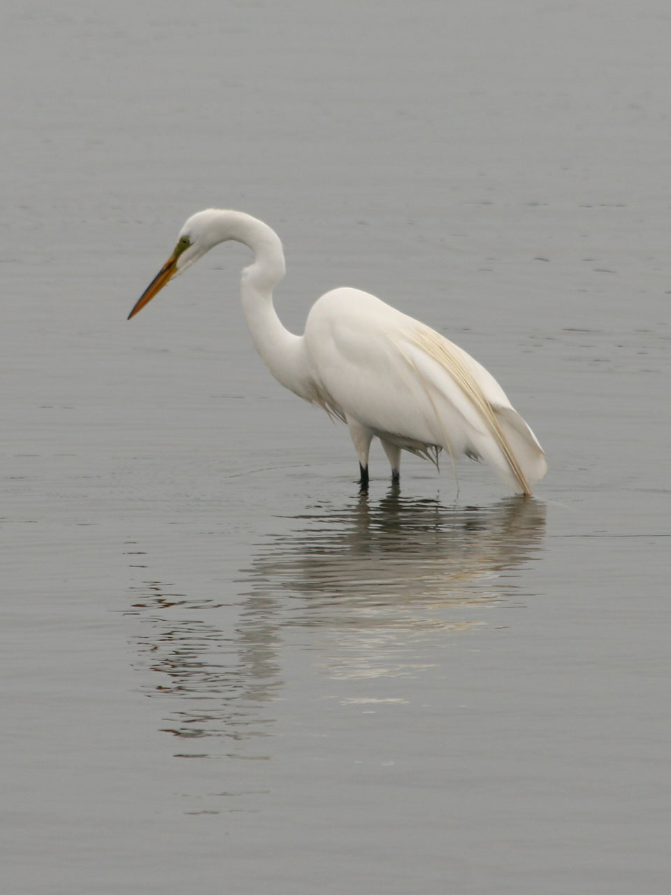 Egret,  Paukštis,  Gamta,  Kalifornija,  Šlapynes,  Puiku Egret, Nemokamos Nuotraukos,  Nemokama Licenzija