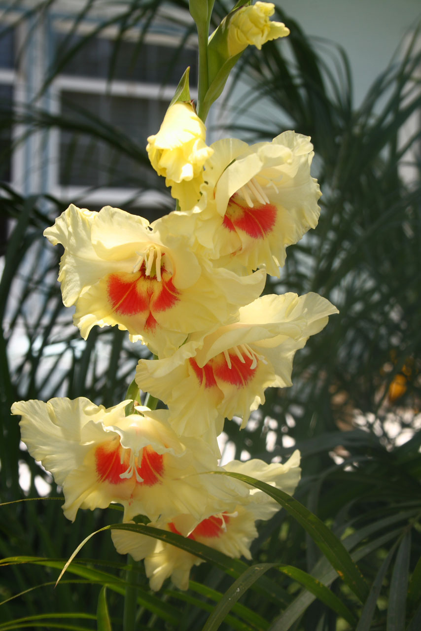 Gladiolas,  Žydėti,  Gėlė,  Augalas,  Gamta,  Geltonas Ir Oranžinis Gladiolas, Nemokamos Nuotraukos,  Nemokama Licenzija