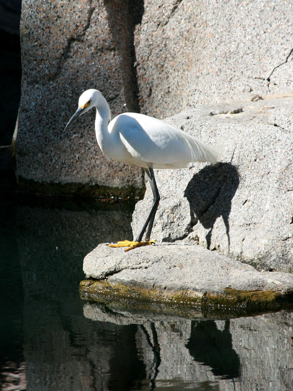 Egret,  Paukštis,  Gamta,  Kalifornija,  Disneilendas,  Snieguotas Egret, Nemokamos Nuotraukos,  Nemokama Licenzija