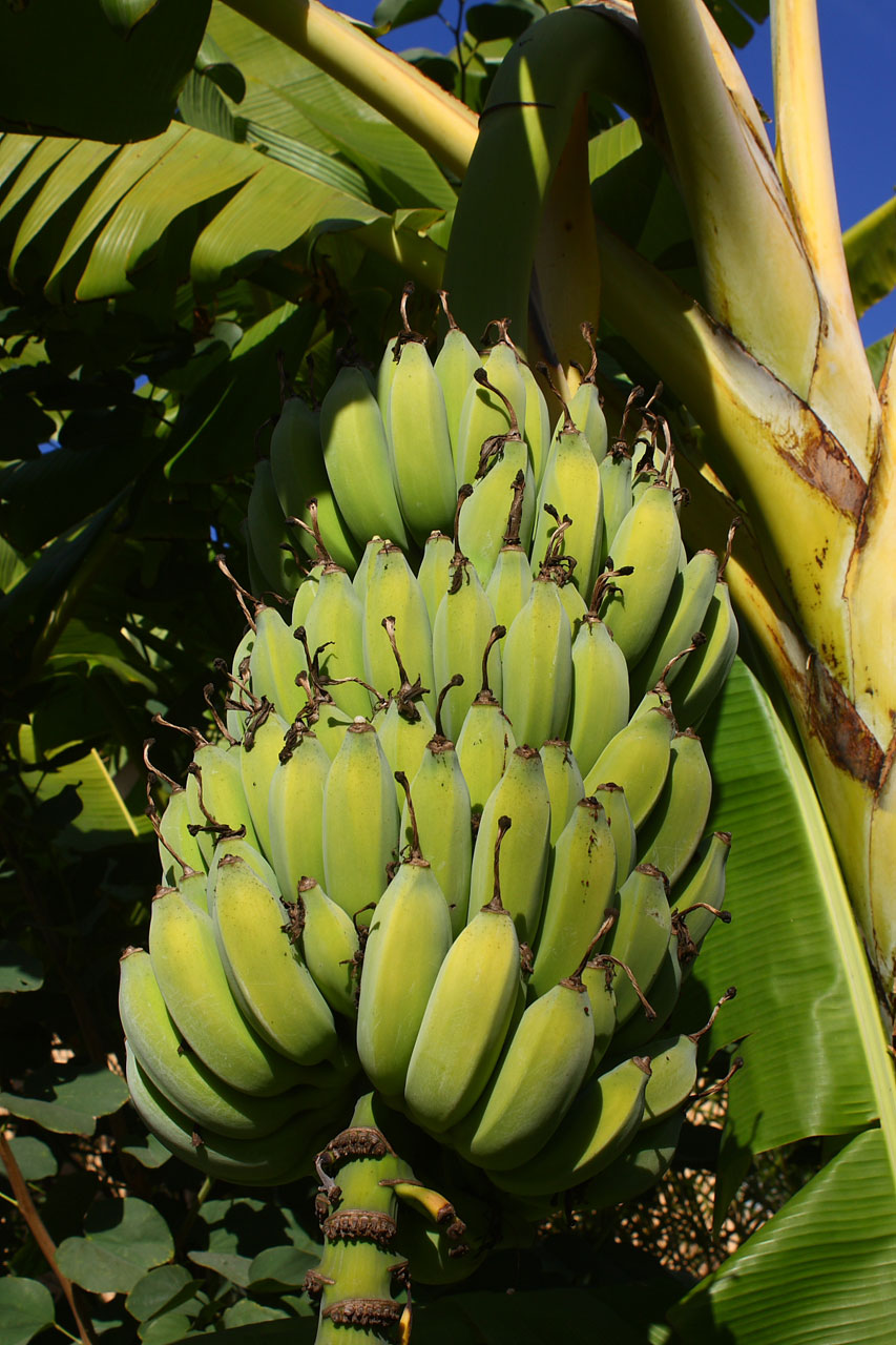 Bananas,  Medis,  Vaisiai,  Gamta,  Bananai Nokinami Ant Medžio, Nemokamos Nuotraukos,  Nemokama Licenzija