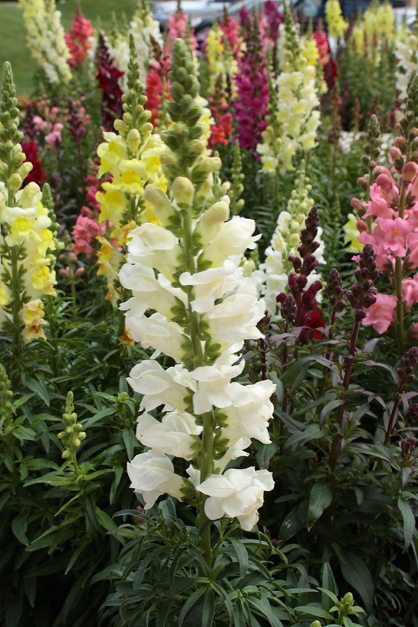 Snapdragon,  Augalas,  Žydėti,  Sodintuvas,  Gėlė,  Gamta,  Įvairios Spalvos Snapdragons, Nemokamos Nuotraukos,  Nemokama Licenzija