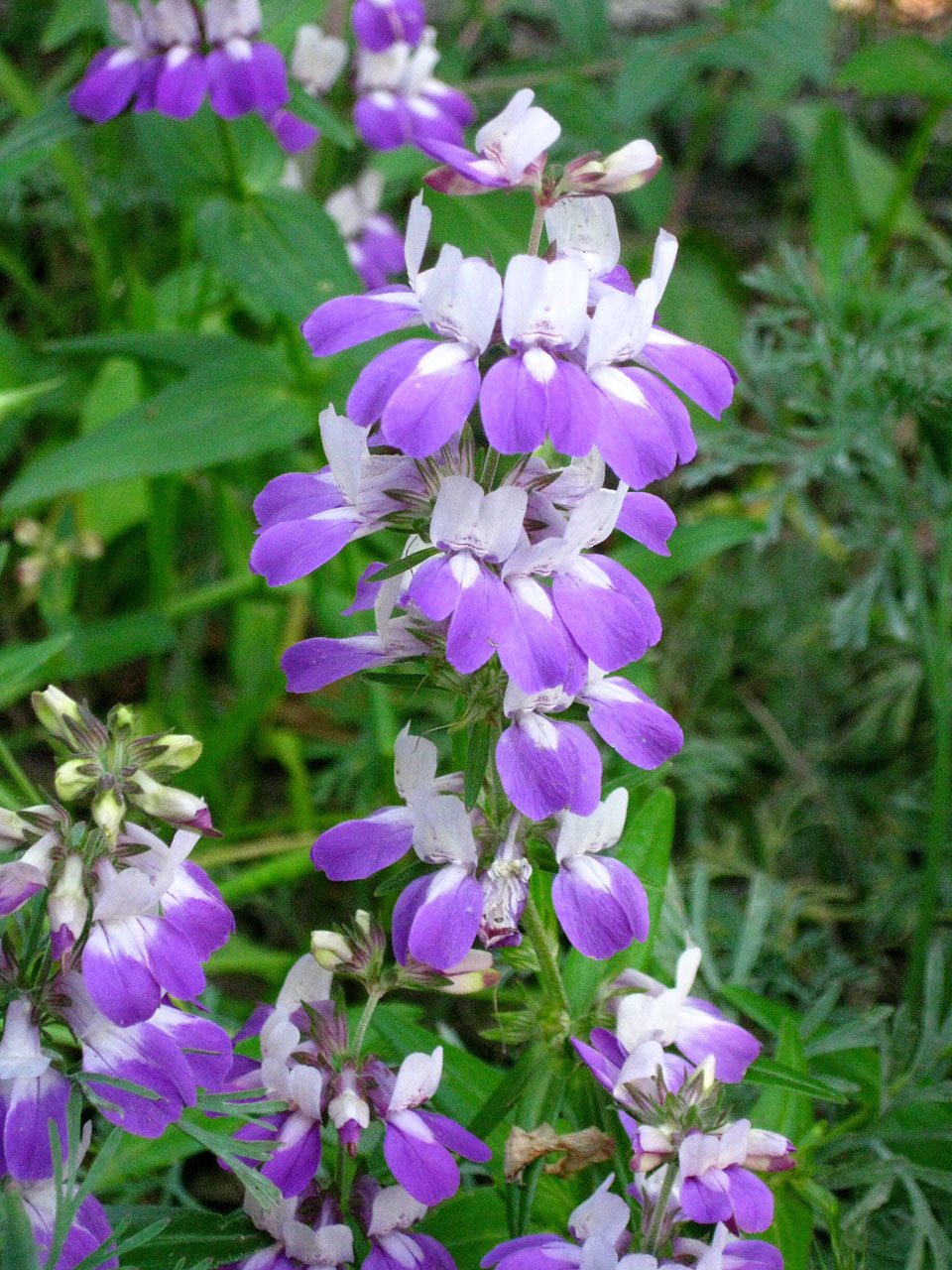 Wildflower,  Gėlė,  Žydėti,  Kalifornija,  Gimtoji,  Augalas,  Gamta,  Žydėti Kinų Namus, Nemokamos Nuotraukos,  Nemokama Licenzija