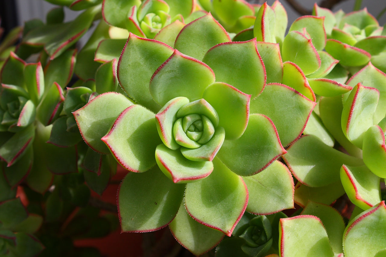 Aeonium,  Sultingas,  Augalas,  Lapai,  Gamta,  Aeonium Sultingas, Nemokamos Nuotraukos,  Nemokama Licenzija