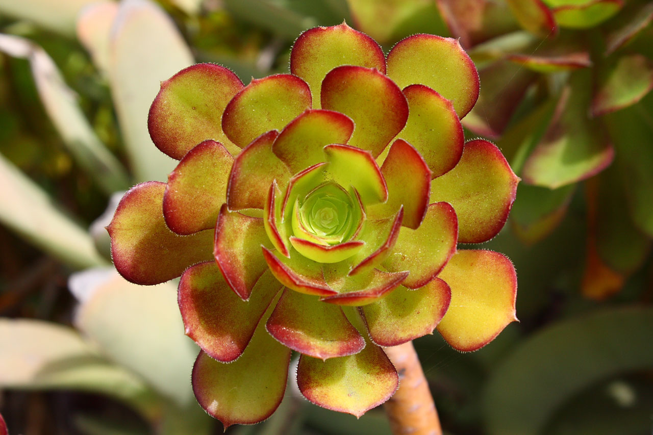 Aeonium,  Sultingas,  Augalas,  Lapai,  Gamta,  Aeonium Sultingas, Nemokamos Nuotraukos,  Nemokama Licenzija