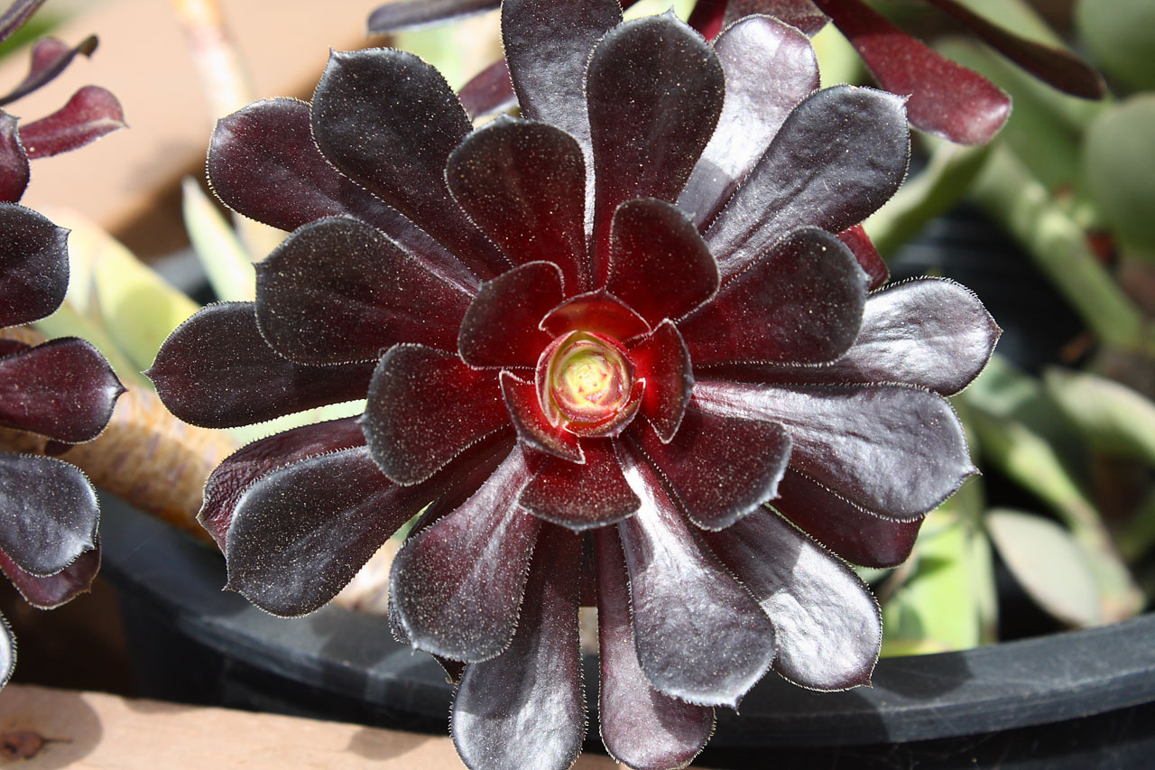 Aeonium,  Sultingas,  Augalas,  Lapai,  Gamta,  Aeonium Sultingas, Nemokamos Nuotraukos,  Nemokama Licenzija