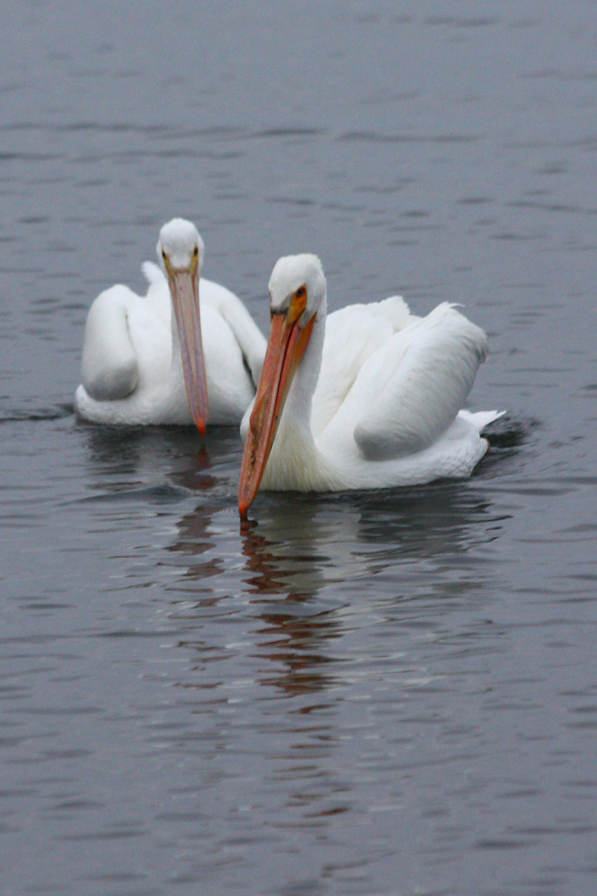 Pelican,  Paukštis,  Gamta,  Balti Pelikanai Plaukioja, Nemokamos Nuotraukos,  Nemokama Licenzija