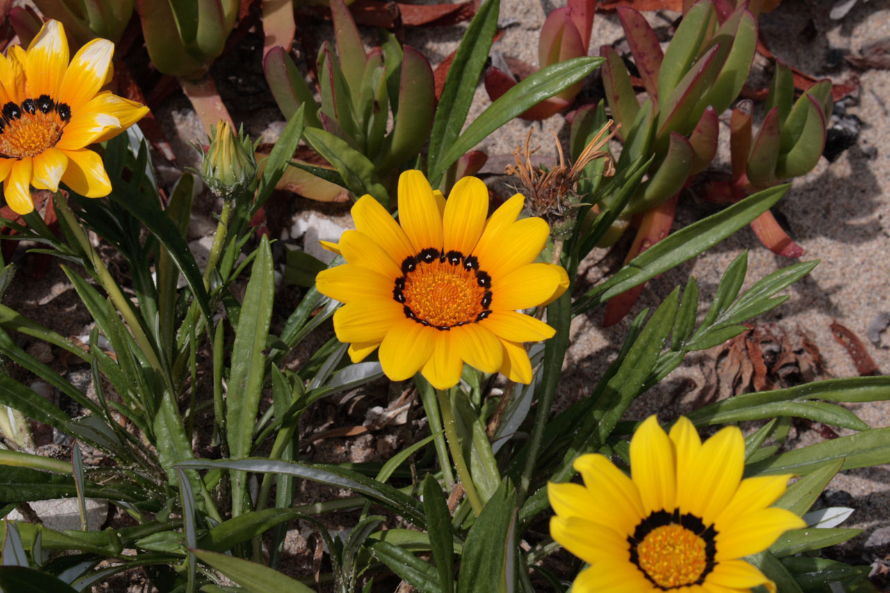 Daisy,  Aster,  Asteraceae,  Žydėti,  Žiedas,  Gėlė,  Gamta,  Geltona,  Geltonos African Daisy Žydi, Nemokamos Nuotraukos