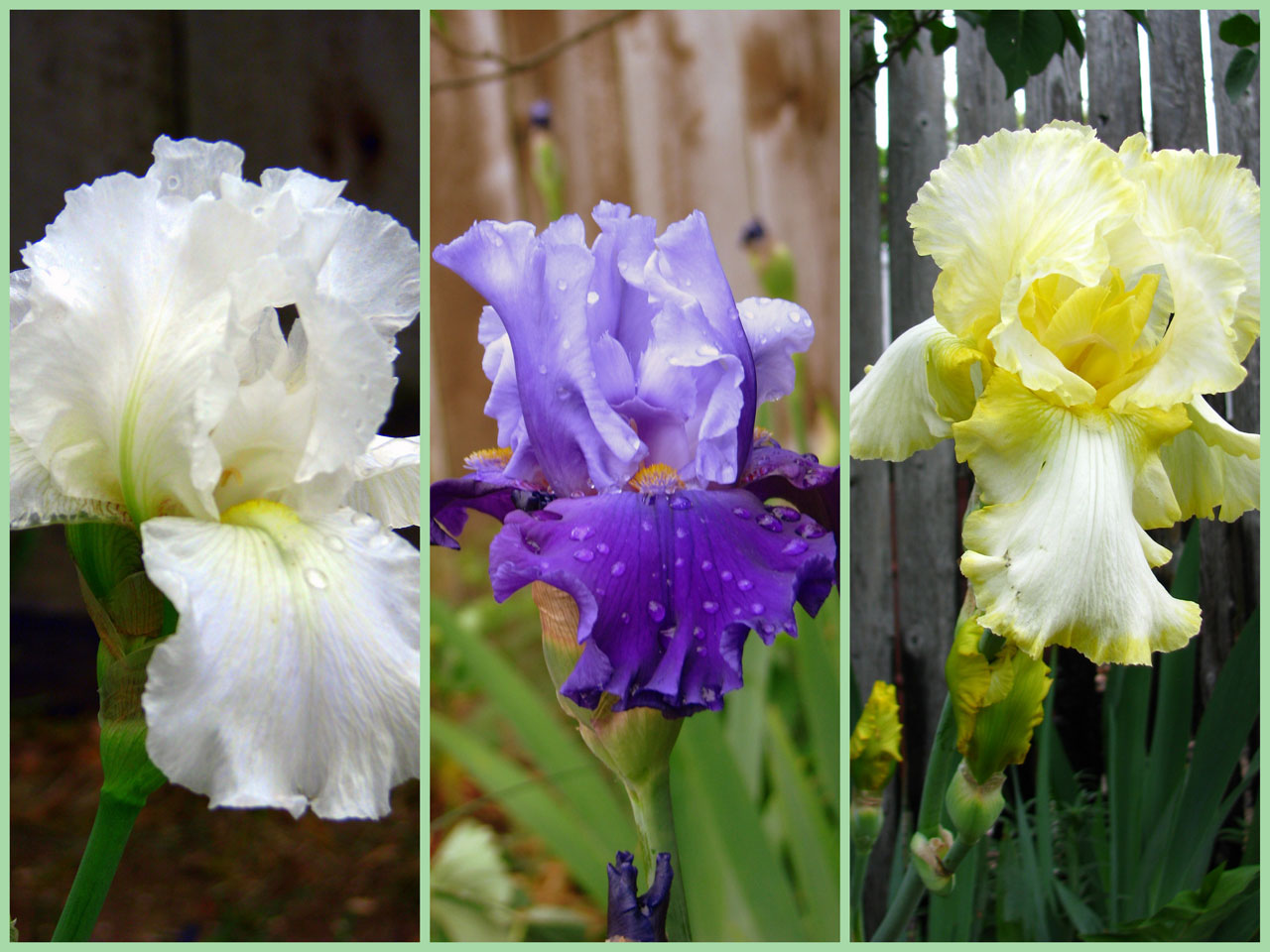 Irisas,  Pavasaris,  Koliažas,  Gėlės,  Geltona,  Iris,  Violetinė,  Balta,  Iris Koliažas, Nemokamos Nuotraukos