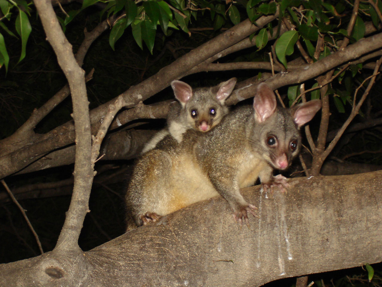 Šepetėlis,  Possum,  Laukinė Gamta,  Fauna,  Gyvūnas,  Marsupial,  Šepetėlį Possums, Nemokamos Nuotraukos,  Nemokama Licenzija